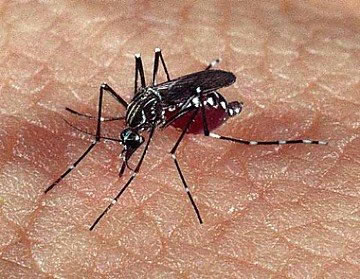 Mosquito Aedes